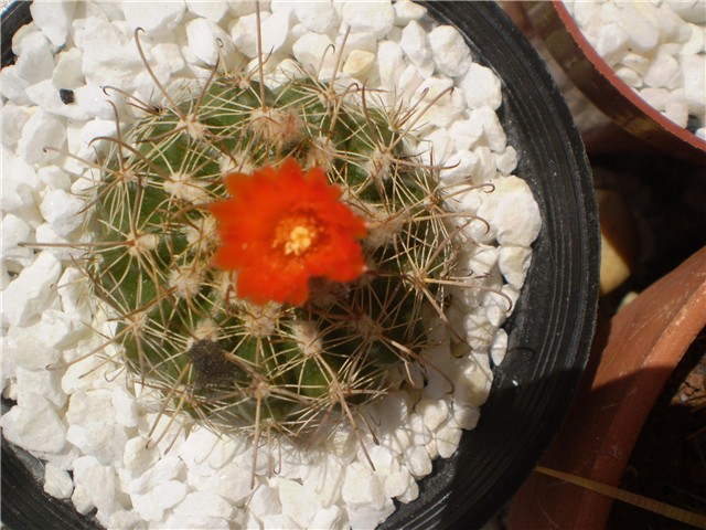 kaktus